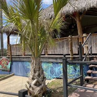 a palm tree
