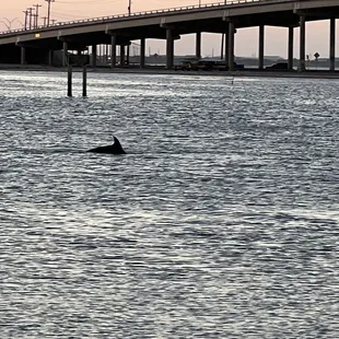 Dolphin sighting