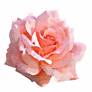 Rose S.