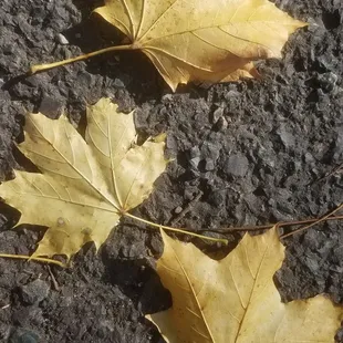 two maple leaves on the ground