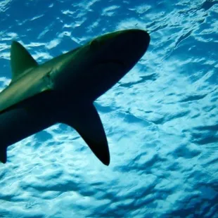 Spearfishing