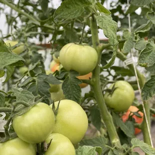 a bunch of green tomatoes