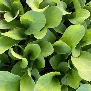 a closeup of a green plant