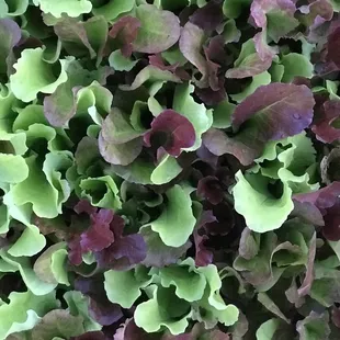 a close up of lettuce