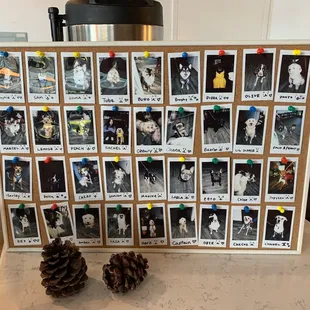 Dog gallery