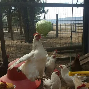 Chicken pinata with cabbage!