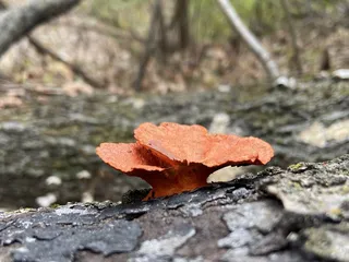 Weston Bend State Park