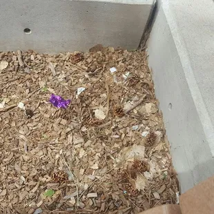 is it wood chips....or Trash?