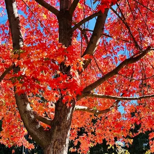 Red leaves on maple tree