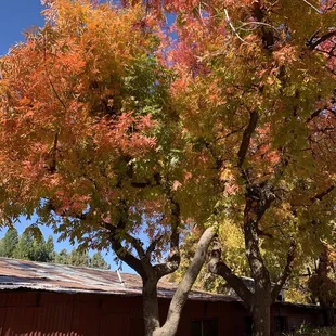 Beautiful trees in November!