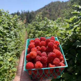 Raspberries