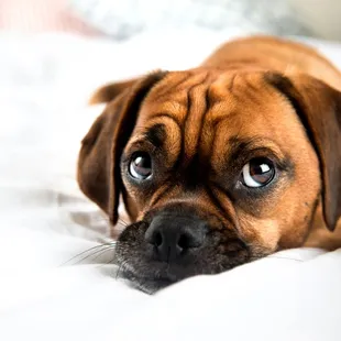 Shouldn't you pet pals have a clean place rest?