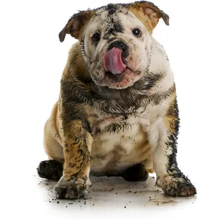 Pet spot, animal hair and odor specialists.