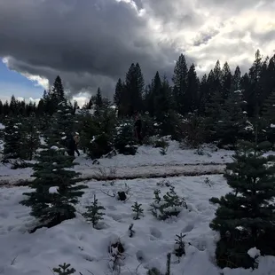 Our start and it was just the beginning of our journey through the selection of trees.