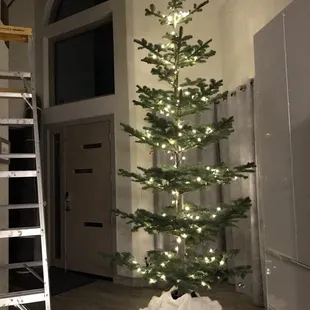 Best tree ever