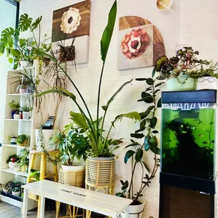  variety of indoor plants in a living room
