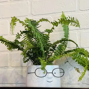 Plants inside made me smile