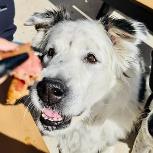 Dog about to eat pastrami