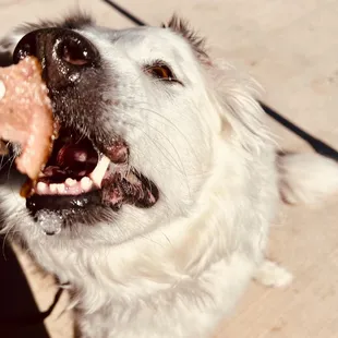dog enjoying the brisket on patio