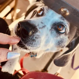Dog enjoying brisket, chicken or macaroni and cheese on patio