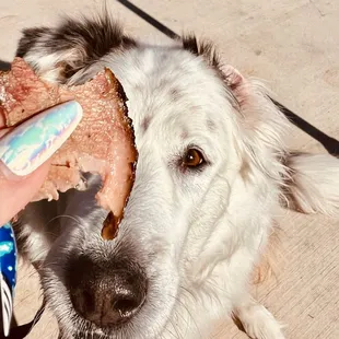 Dog eyeing the brisket on patio