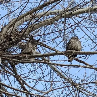 Pest control management team