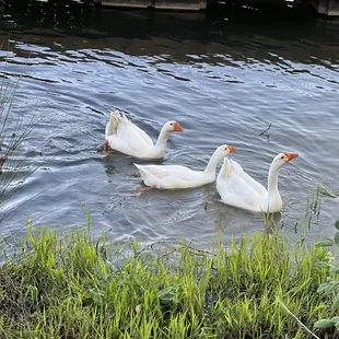 The geese in the back of our cottage