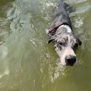 Private river access for pets!
