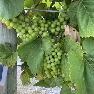Grapes