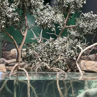 Entrance to the Zoo's new aquarium...