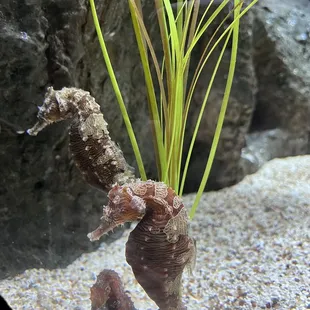 Seahorses