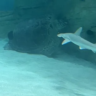 Tortellini the sea turtle hiding back there