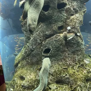 Huge Monterrey eels, one just "hangin' around" on a big branch of seaweed.
