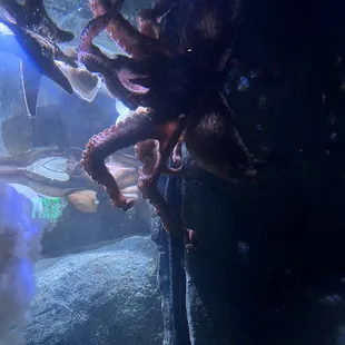 Tough lighting but octopus!