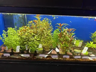 Picasso Exotic Aquatics