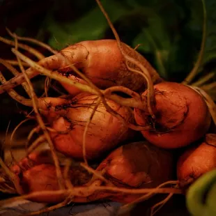 Warfleigh Cottage Gardens Beets