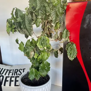 Feels awkward to see a neglected coffee tree in a coffee shop