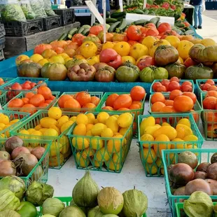 Tomatoes, in January!