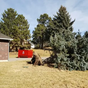 Our 15 yard cans are perfect for those cleanup jobs after a severe windstorm!