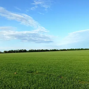 a field of green grass with trees in the background