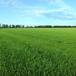 a field of green grass with trees in the background
