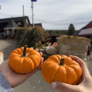 two small pumpkins