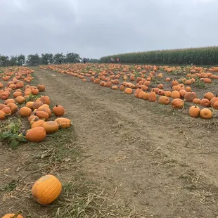 Pumpkin patch