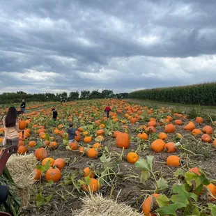 Pumpkin patch