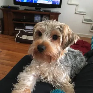 Amy needs a good groomer