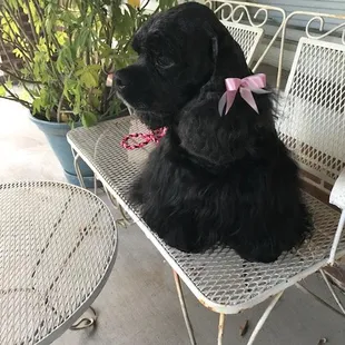 Claudette after a visit at Soft Paws