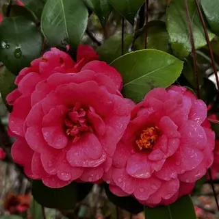 Mariali S.