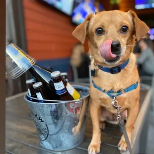 a dog sitting on a table with a bucket of beer