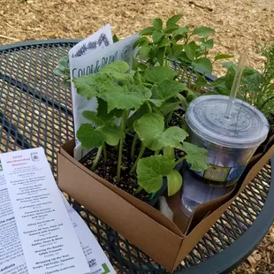 Lots of plant starts, cant wait to get them in the garden.