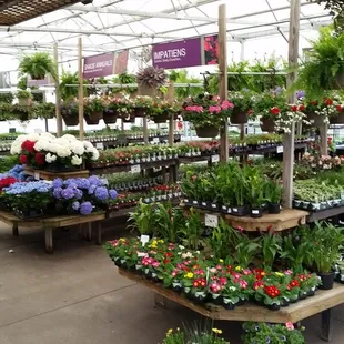 Flower Patio Spring